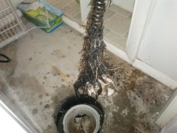 Tree roots caused sewer backup - Sewer Rodding & Repair in Chicago, IL
